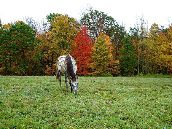 Keeping Your Pony at Grass